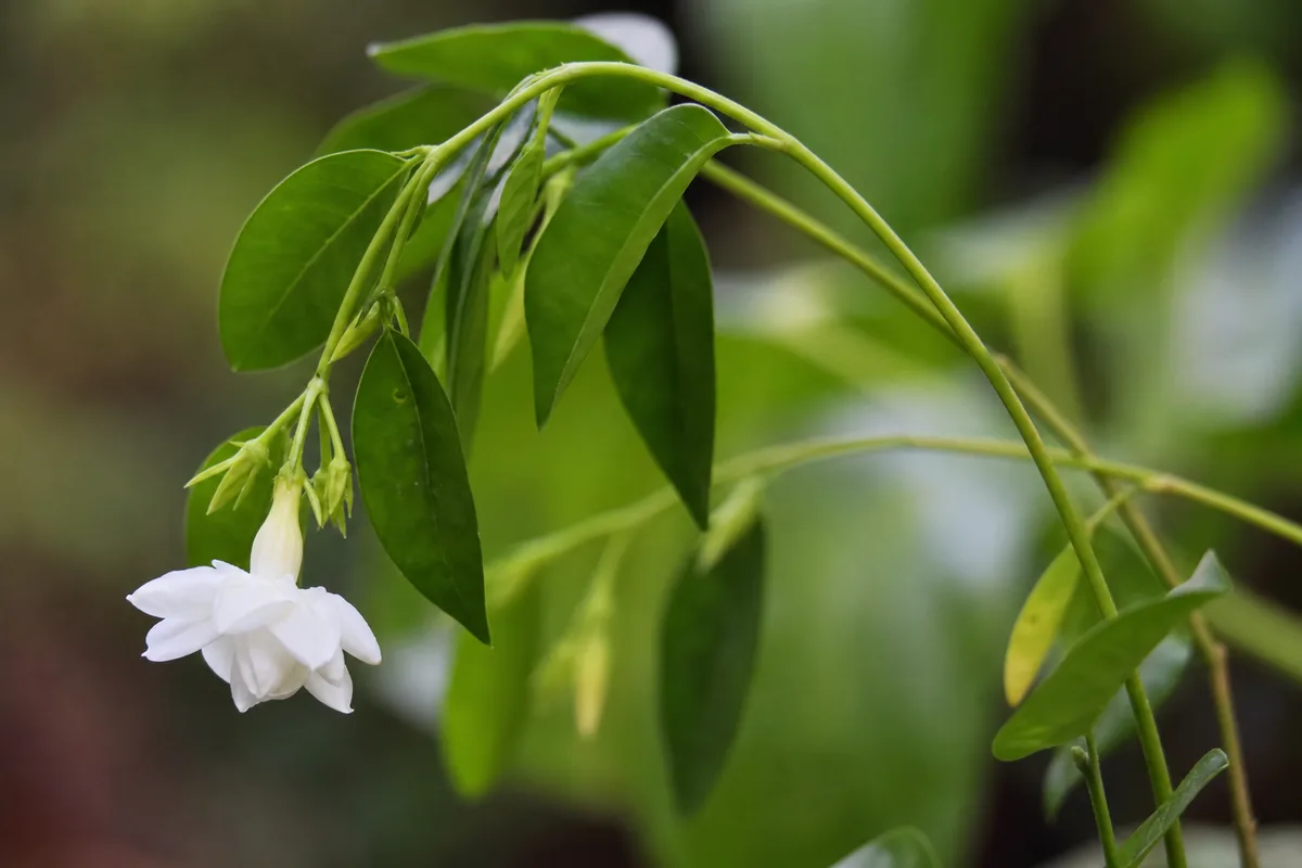Close-up of Weak Stems on Jasmine - diagnostic detail