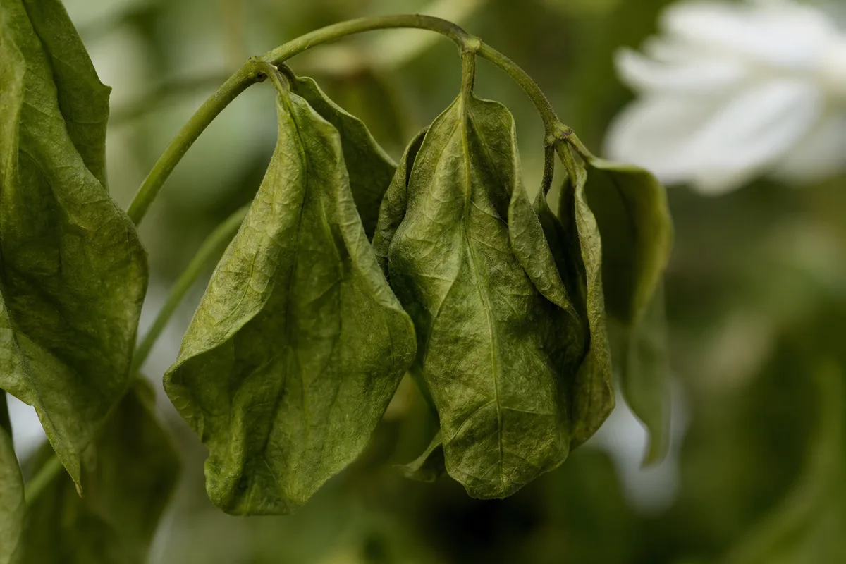 Close-up of Wilting on Jasmine - diagnostic detail