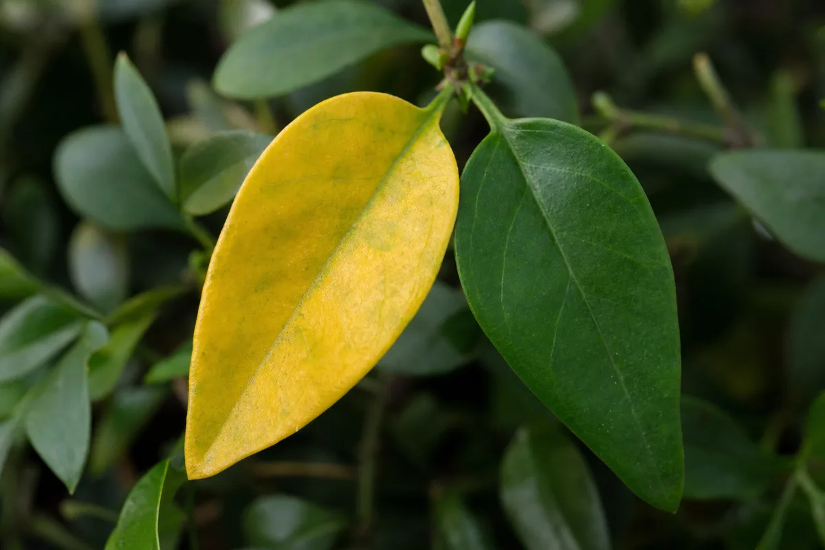 Close-up of Yellow Leaves on Jasmine - diagnostic detail