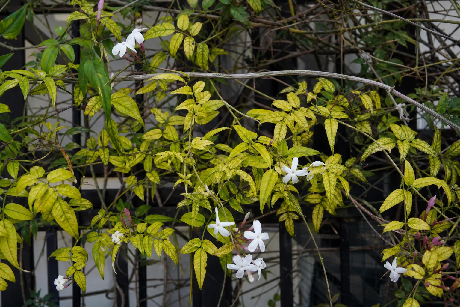 Yellow Leaves on Jasmine - visible symptom on the plant