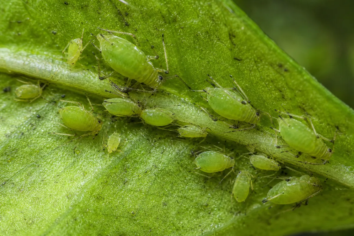 Close-up of Aphids on Java Fern - diagnostic detail