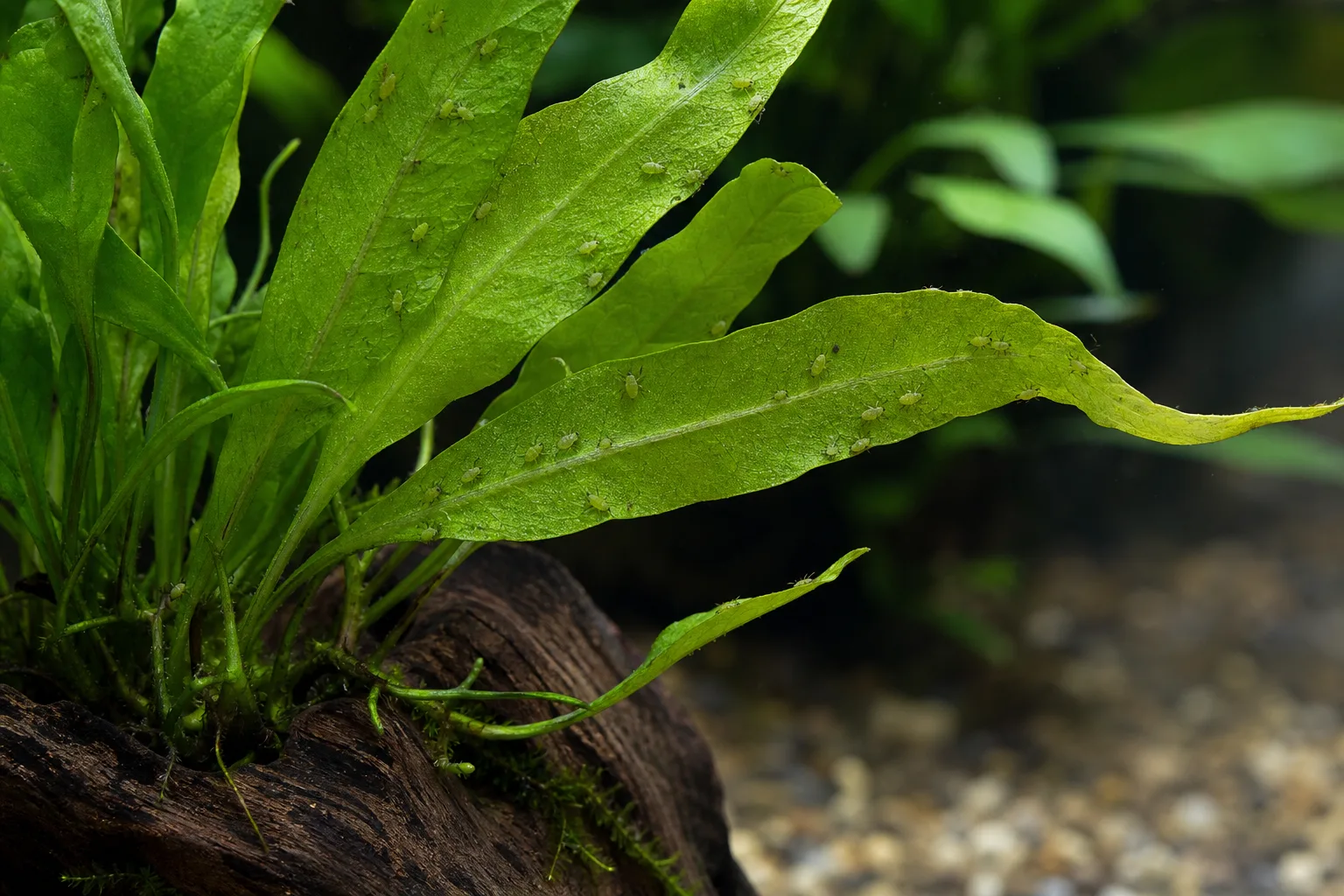 Aphids on Java Fern - visible symptom on the plant