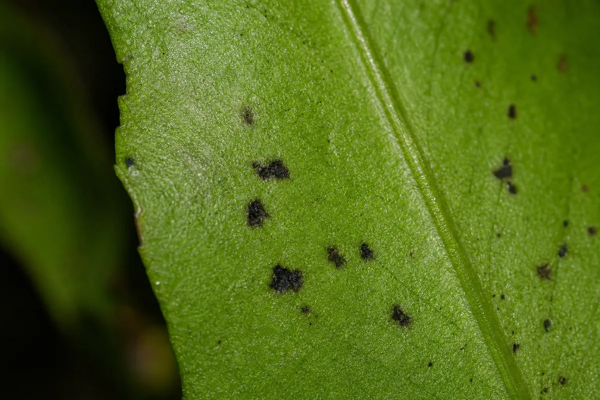 Close-up of Black Spots on Java Fern - diagnostic detail
