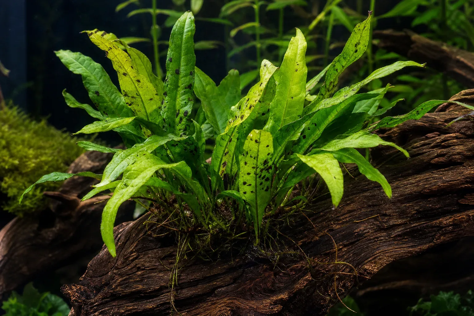 Black Spots on Java Fern - visible symptom on the plant