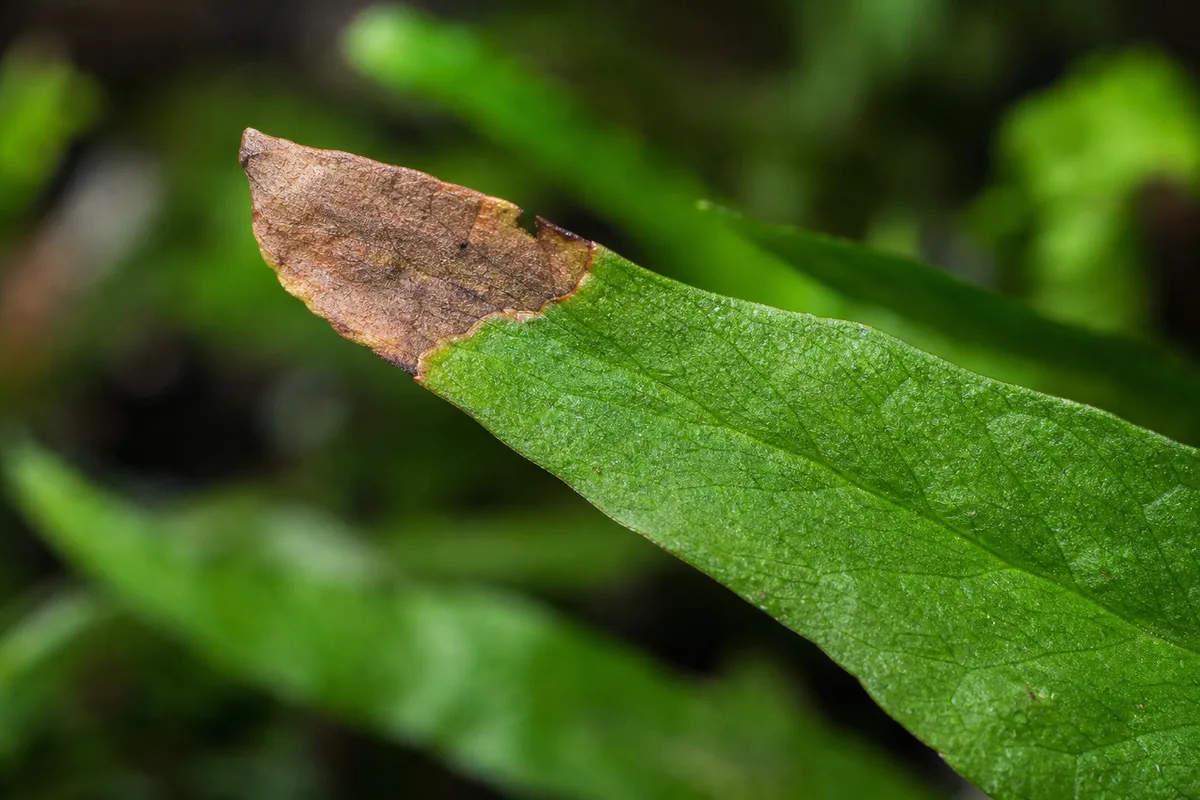 Close-up of Brown Tips on Java Fern - diagnostic detail