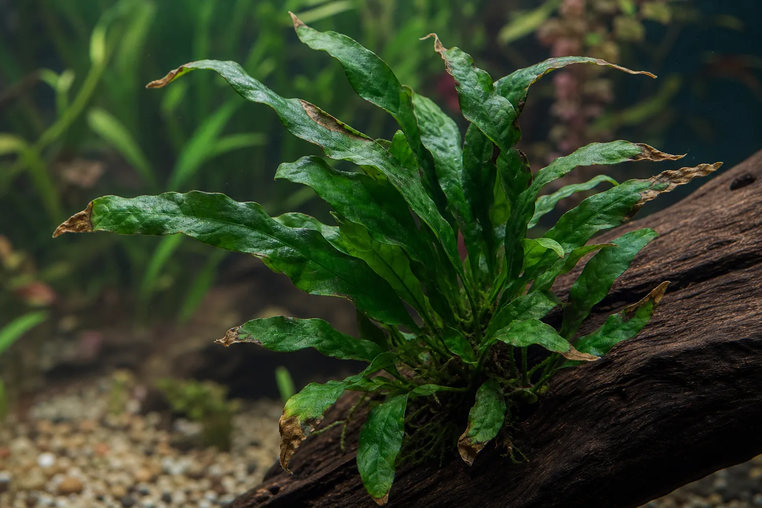 Brown Tips on Java Fern - visible symptom on the plant