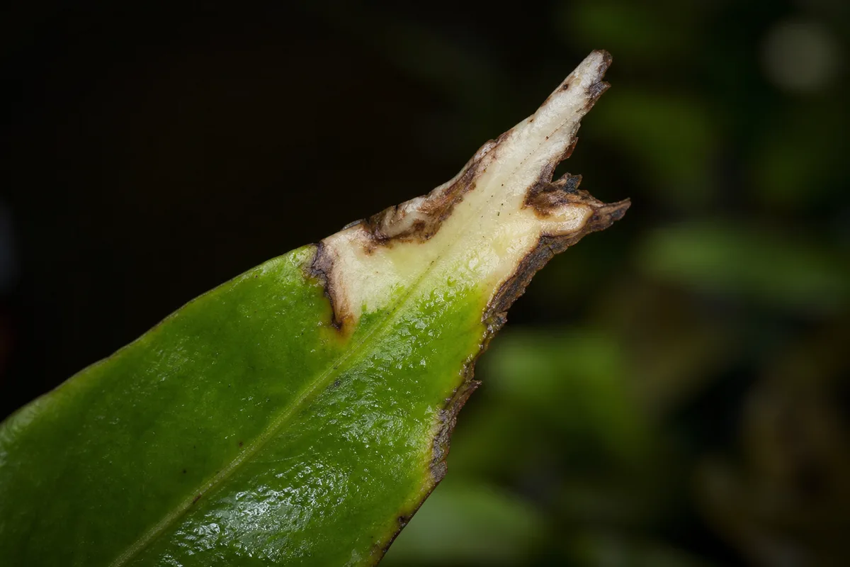 Close-up of Chemical Damage on Java Fern - diagnostic detail