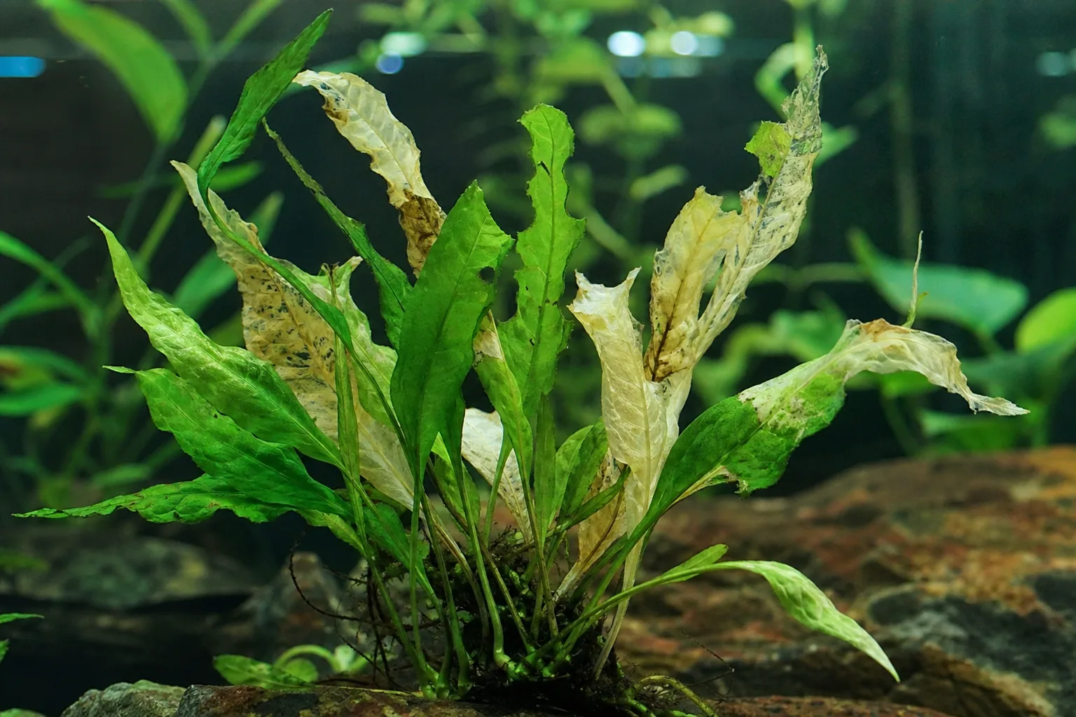 Chemical Damage on Java Fern - visible symptom on the plant