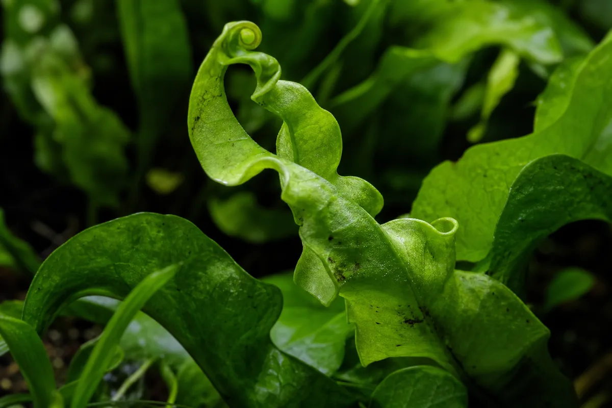 Close-up of Curling Leaves on Java Fern - diagnostic detail