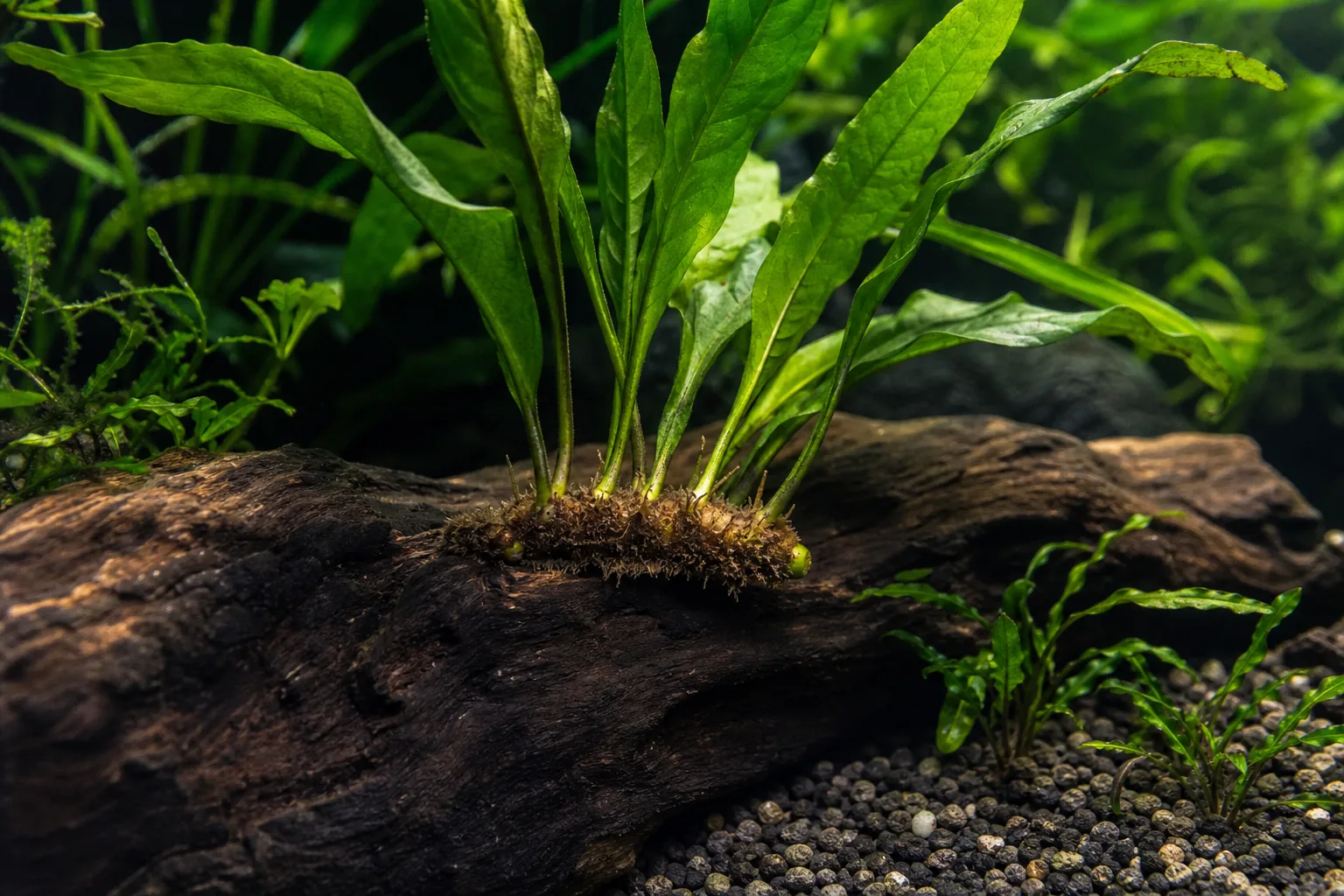 Exposed Roots on Java Fern - visible symptom on the plant