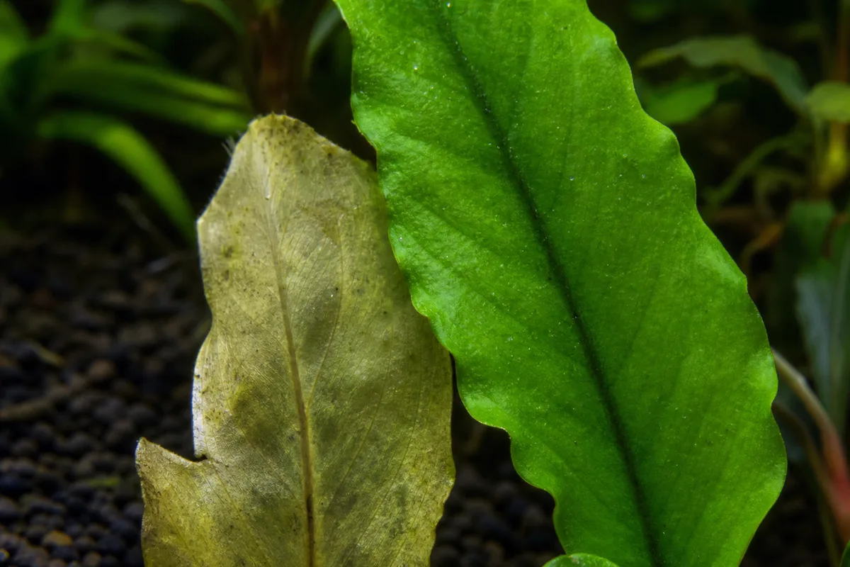 Close-up of Faded Leaves on Java Fern - diagnostic detail