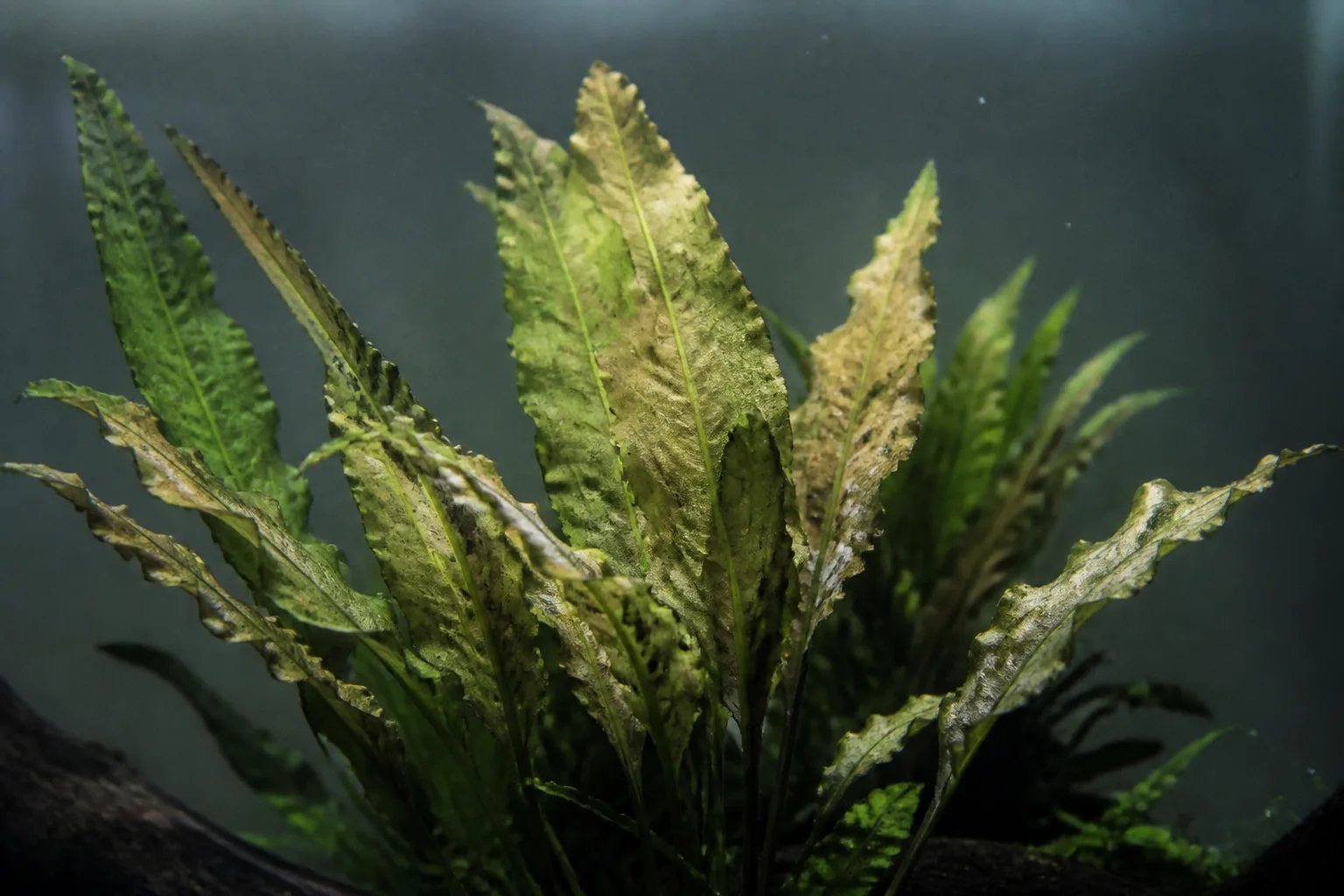 Faded Leaves on Java Fern - visible symptom on the plant