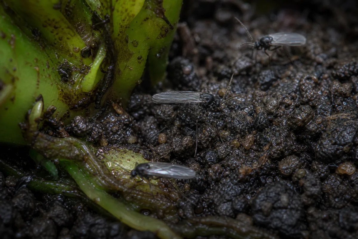 Close-up of Fungus Gnats on Java Fern - diagnostic detail