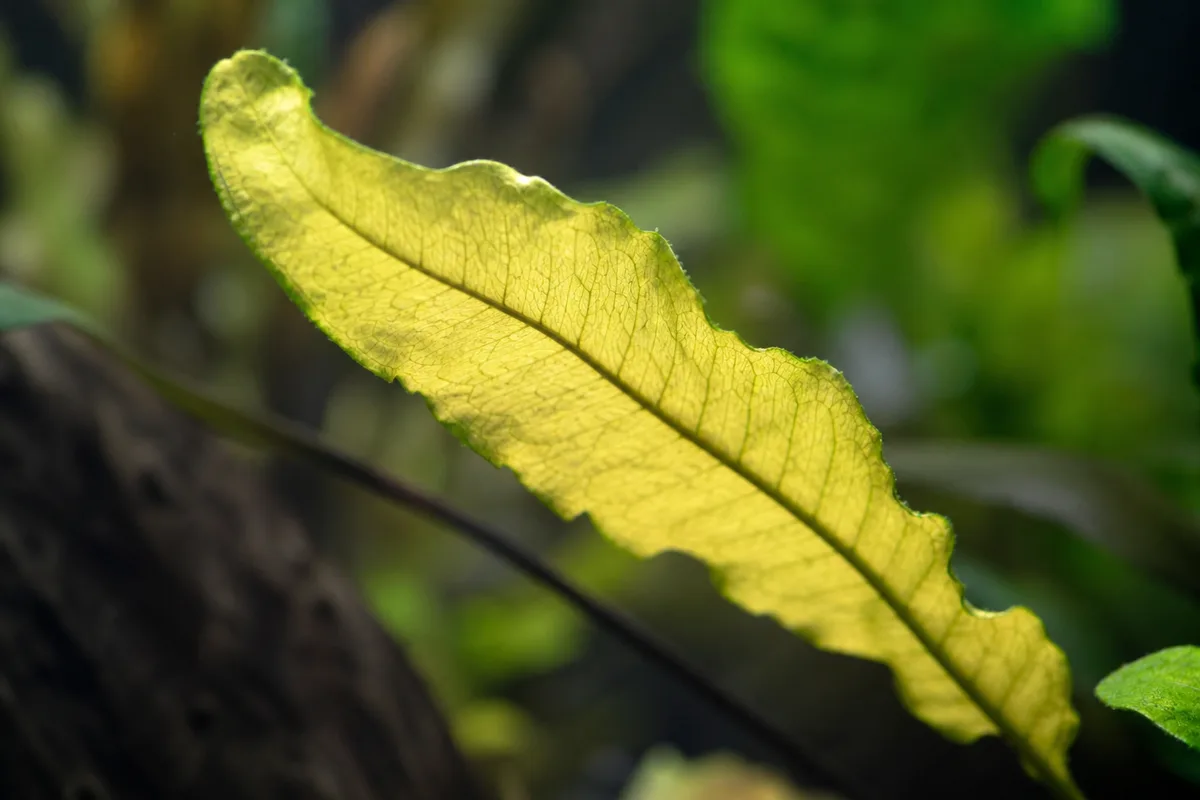 Close-up of Iron Deficiency on Java Fern - diagnostic detail