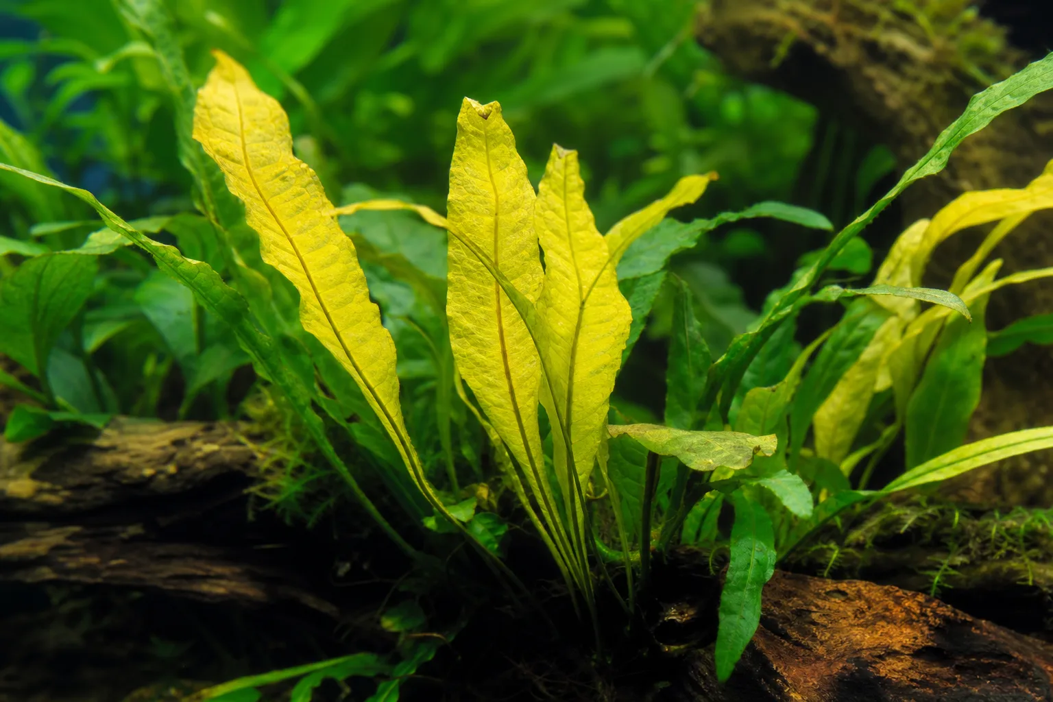 Iron Deficiency on Java Fern - visible symptom on the plant