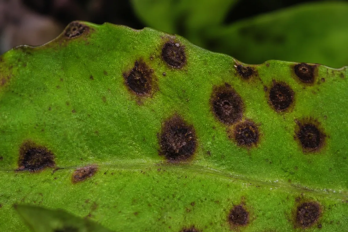 Close-up of Leaf Spot Disease on Java Fern - diagnostic detail
