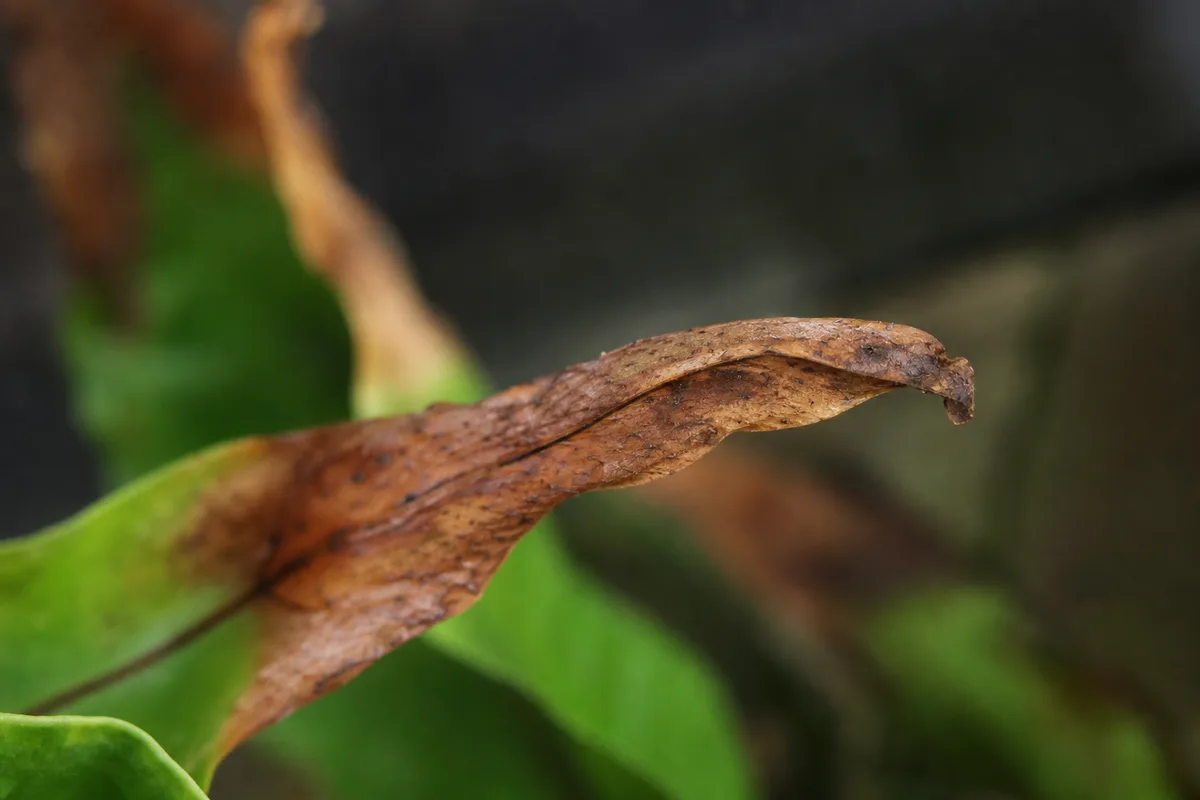 Close-up of Low Humidity on Java Fern - diagnostic detail