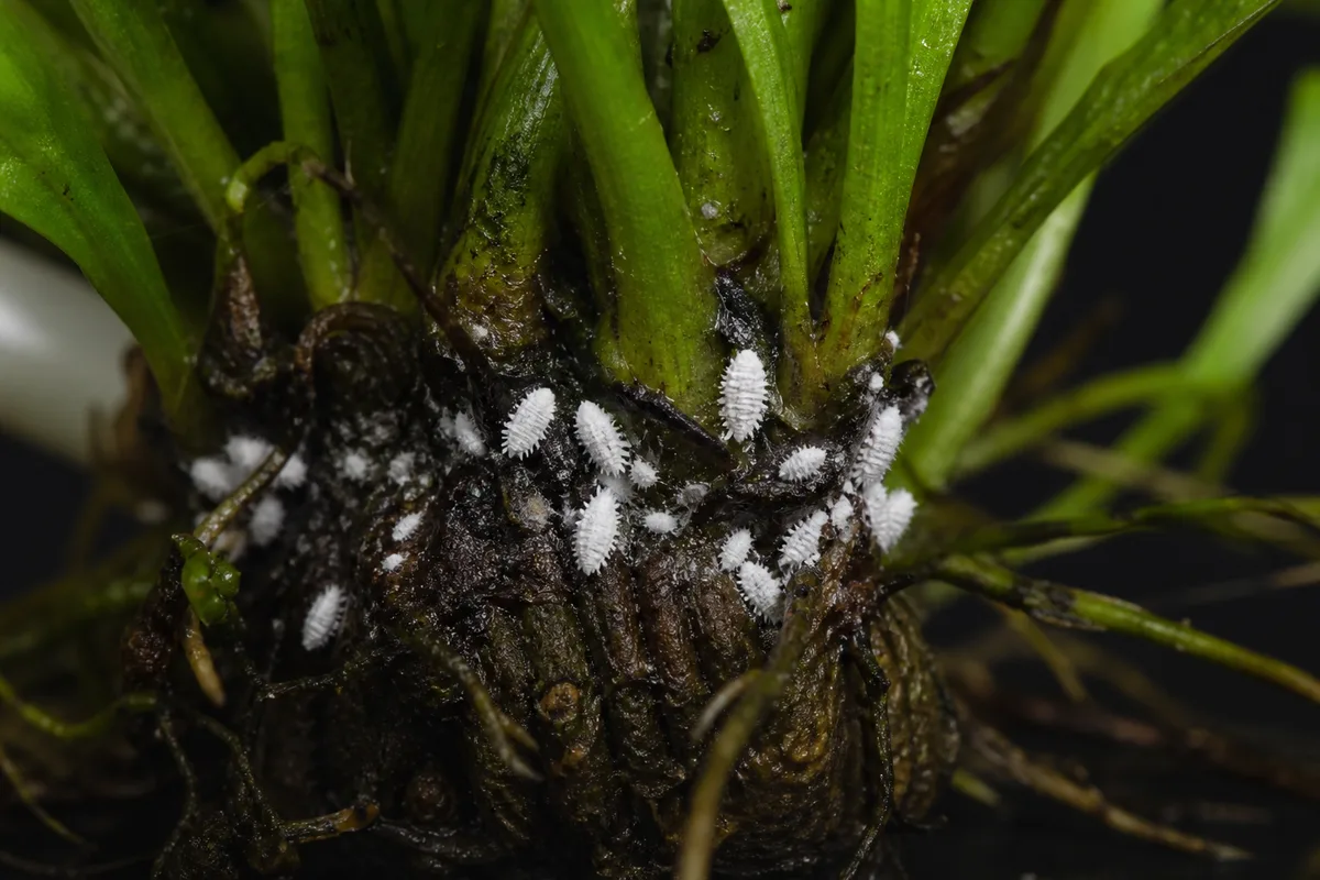 Close-up of Mealybugs on Java Fern - diagnostic detail