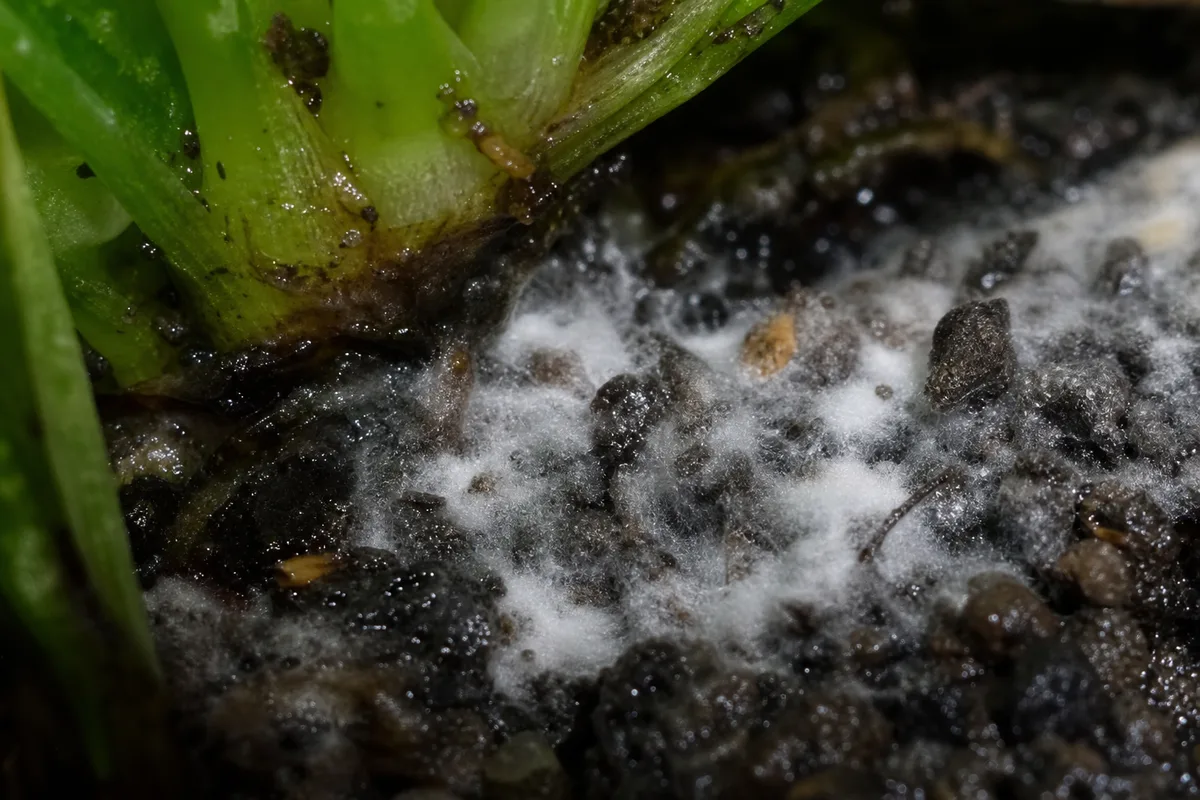 Close-up of Mold on Soil on Java Fern - diagnostic detail