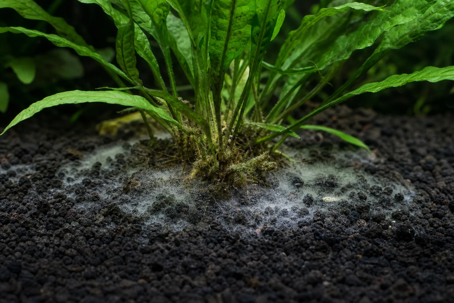 Mold on Soil on Java Fern - visible symptom on the plant