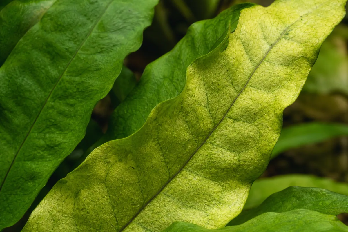 Close-up of Nitrogen Deficiency on Java Fern - diagnostic detail