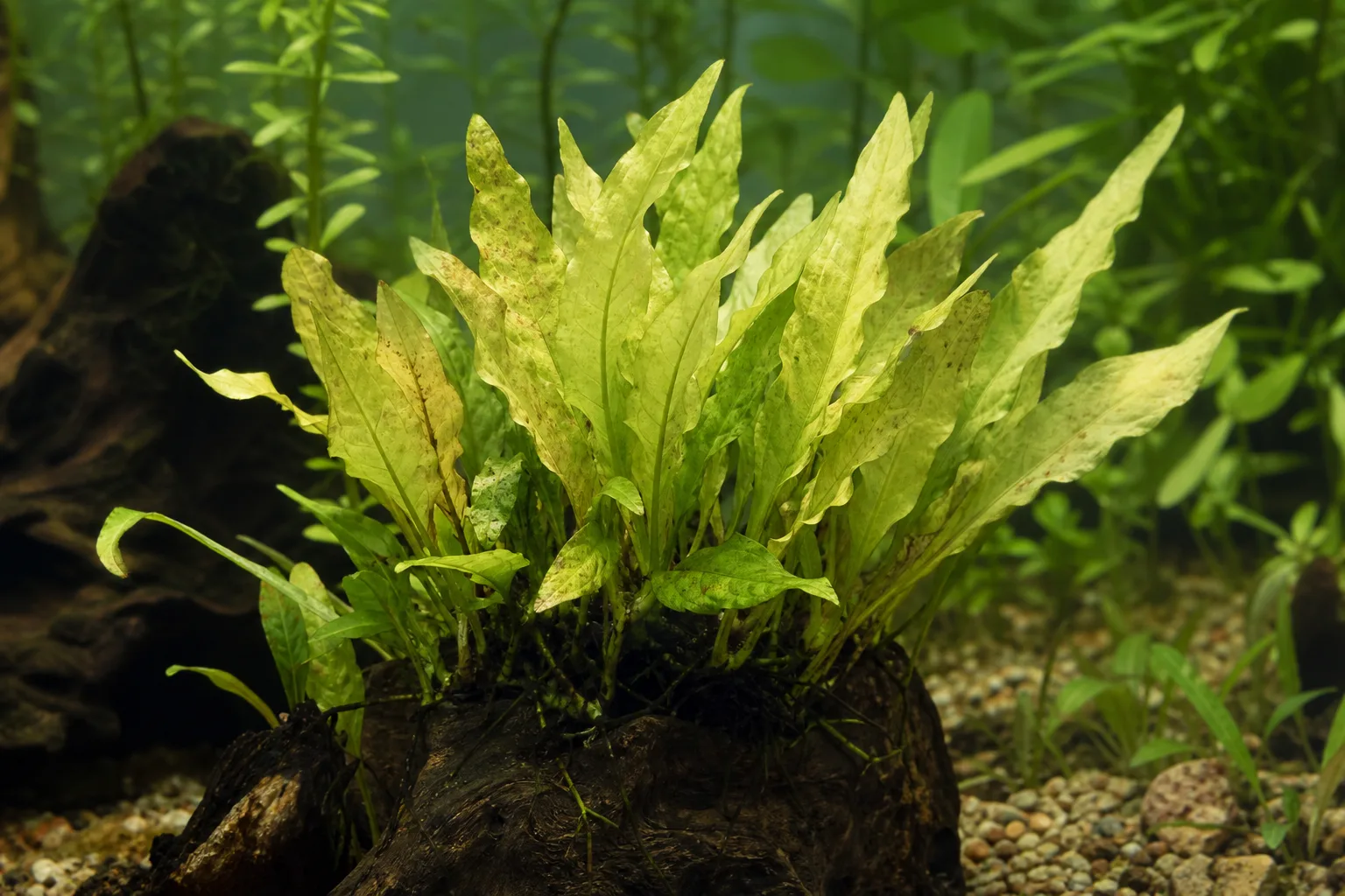 Nitrogen Deficiency on Java Fern - visible symptom on the plant