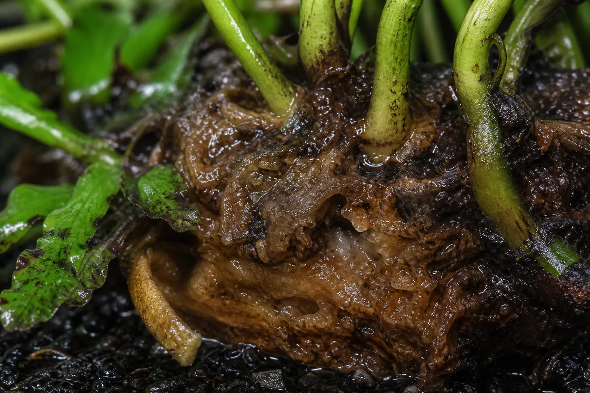 Close-up of overwatering on Java Fern - diagnostic detail