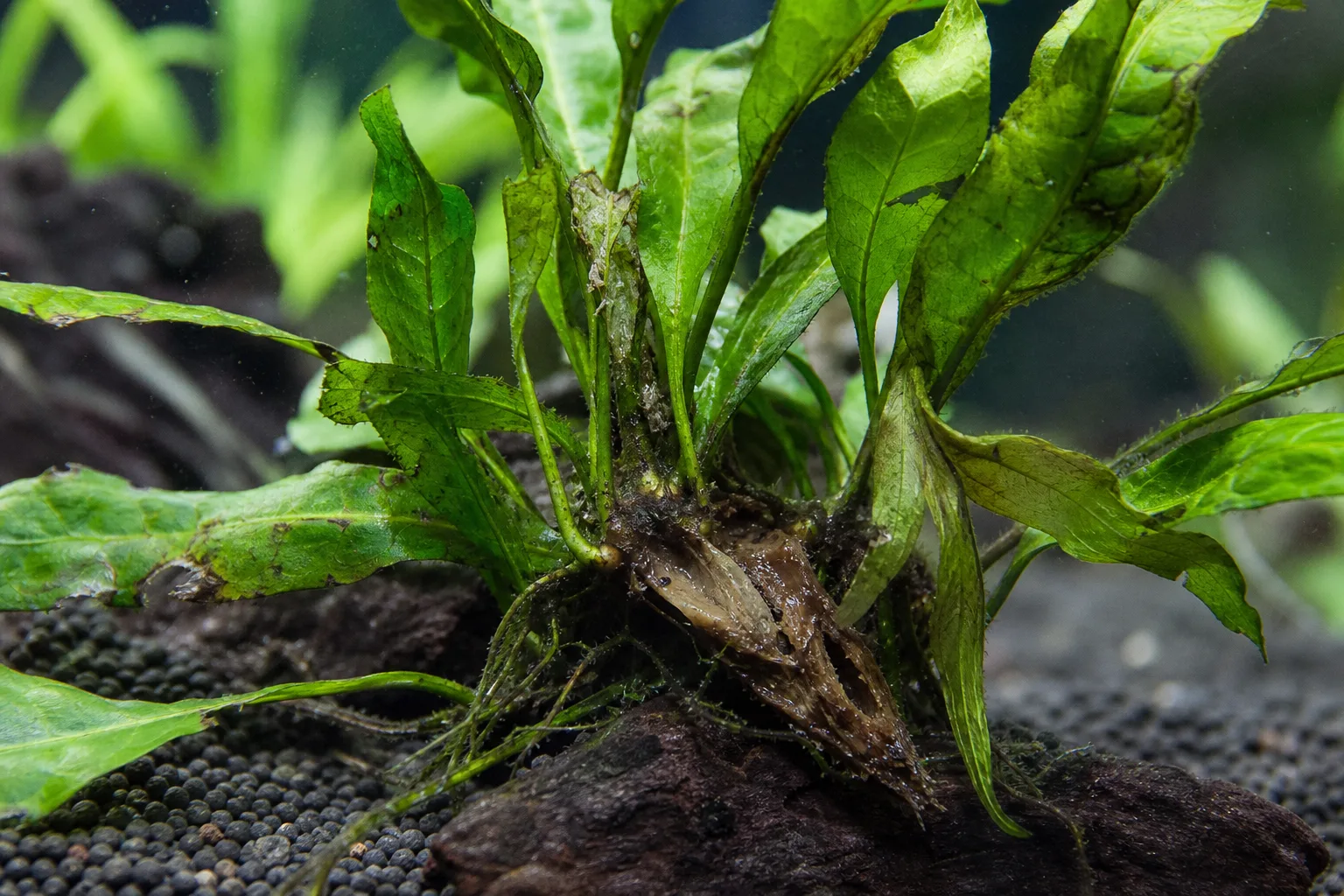 Overwatering on Java Fern - melting fronds with rhizome buried in substrate