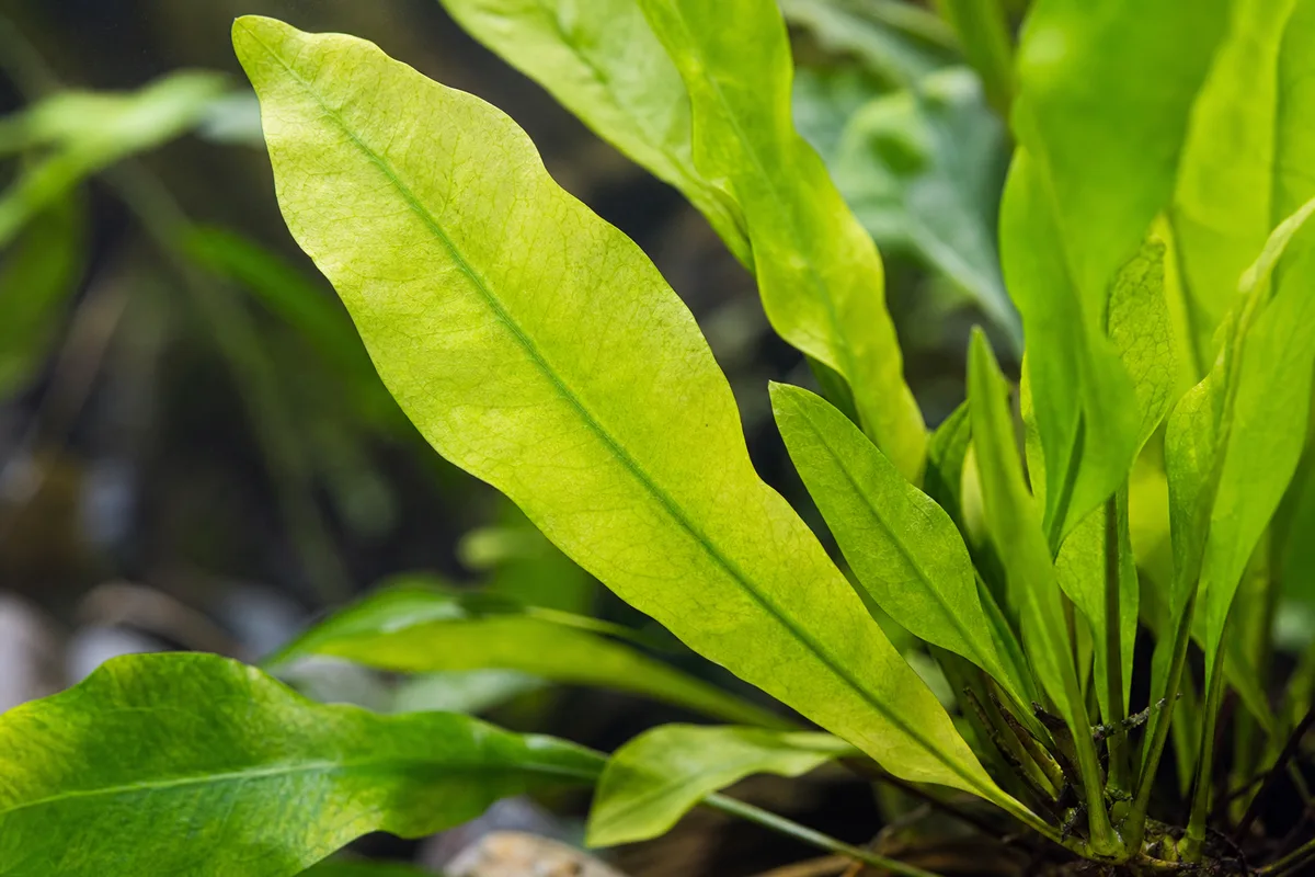 Close-up of Pale Leaves on Java Fern - diagnostic detail