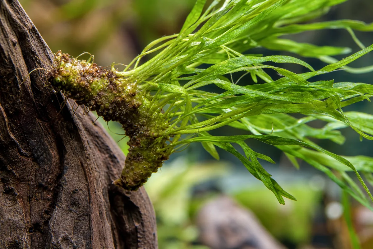 Close-up of Plant Leaning on Java Fern - diagnostic detail