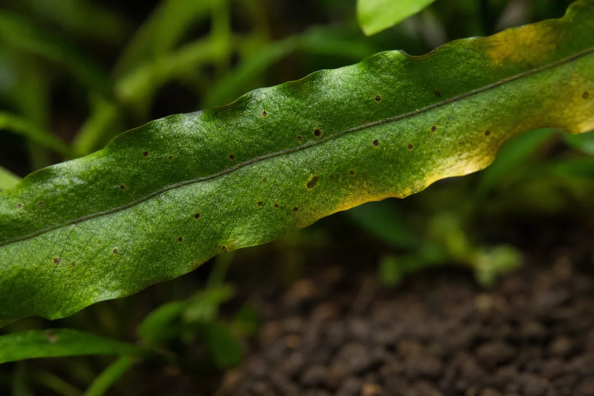 Close-up of Potassium Deficiency on Java Fern - diagnostic detail