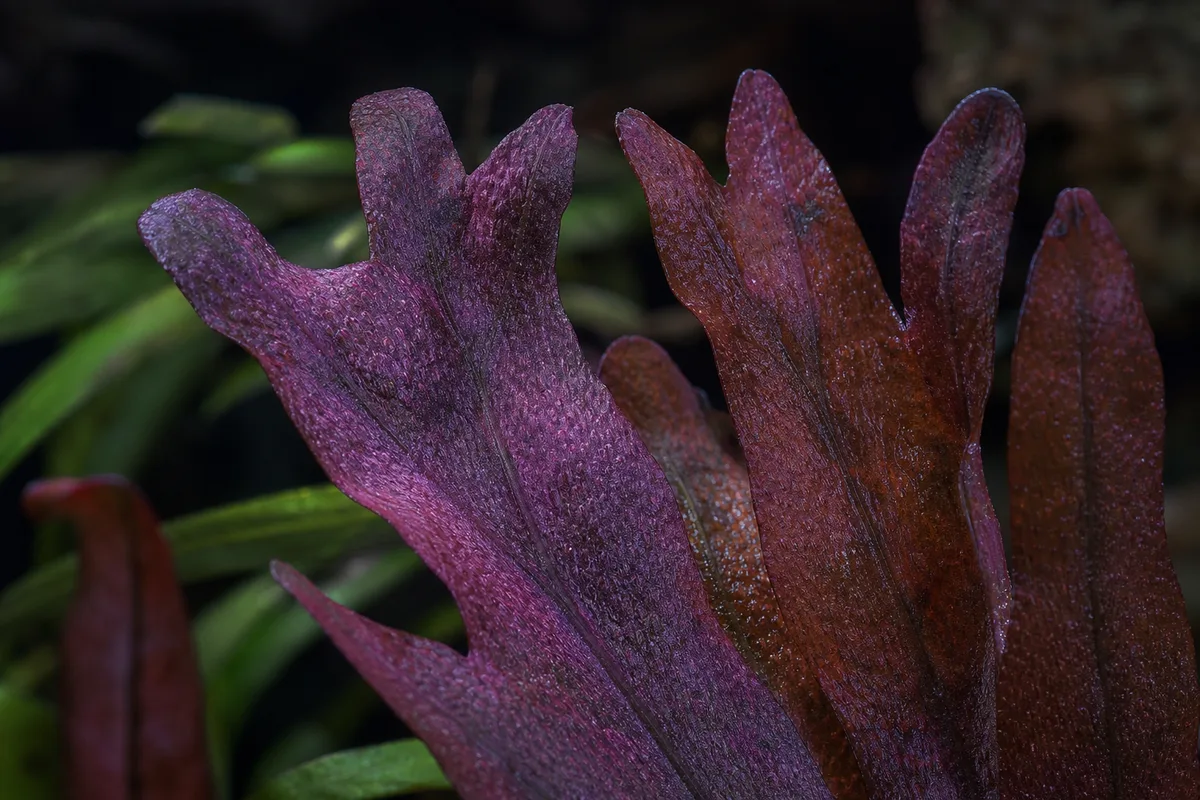 Close-up of Purple Leaves on Java Fern - diagnostic detail