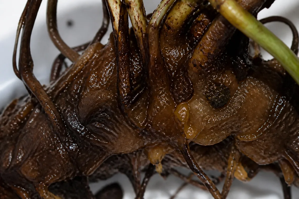 How To Attach Java Fern To Driftwood And Rock for how to attach java fern to driftwood and rock
