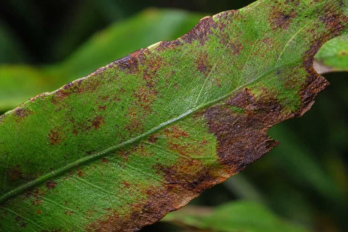 Close-up of Rust Disease on Java Fern - diagnostic detail