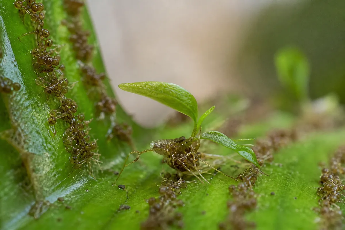 Close-up of Seedlings Falling Over on Java Fern - diagnostic detail