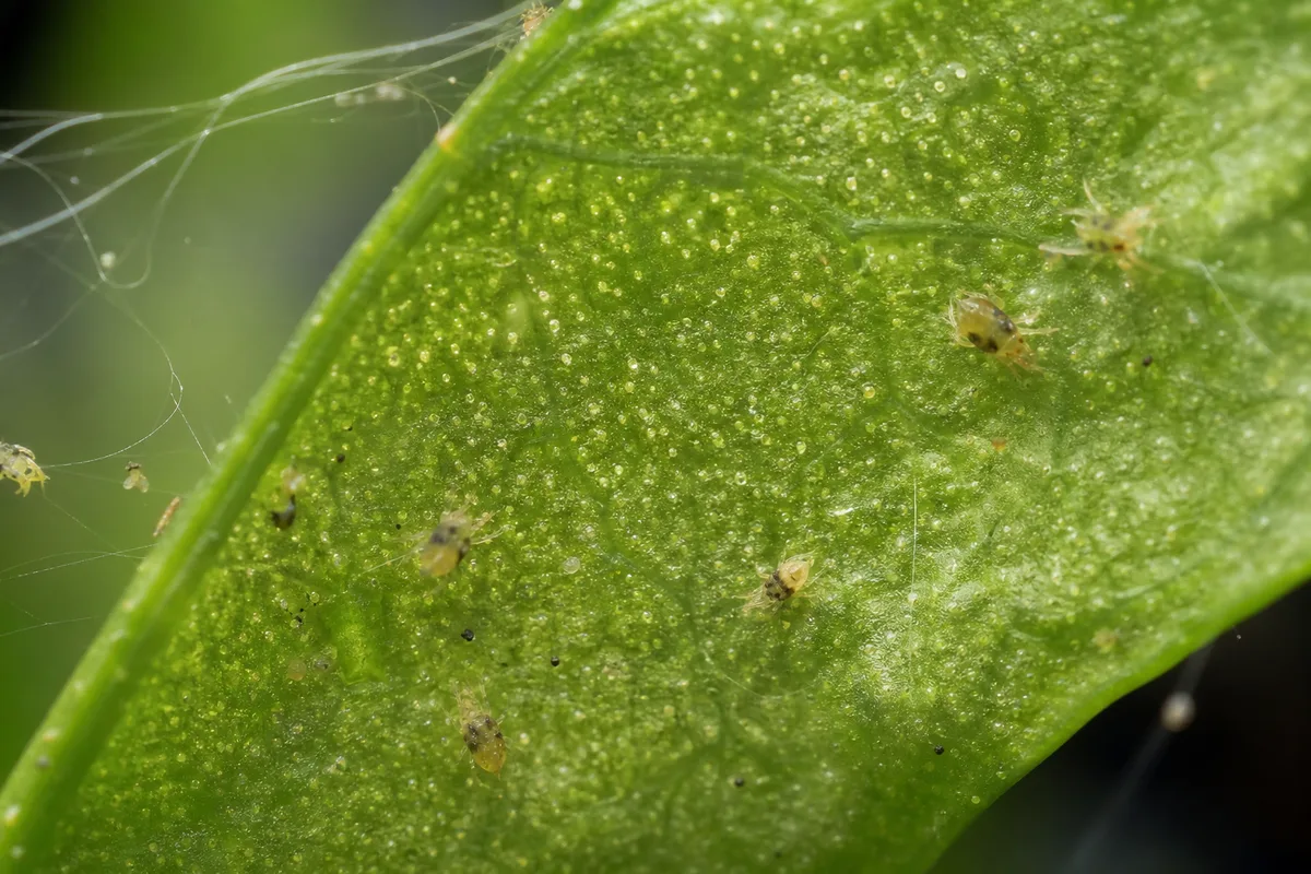 Close-up of Spider Mites on Java Fern - diagnostic detail