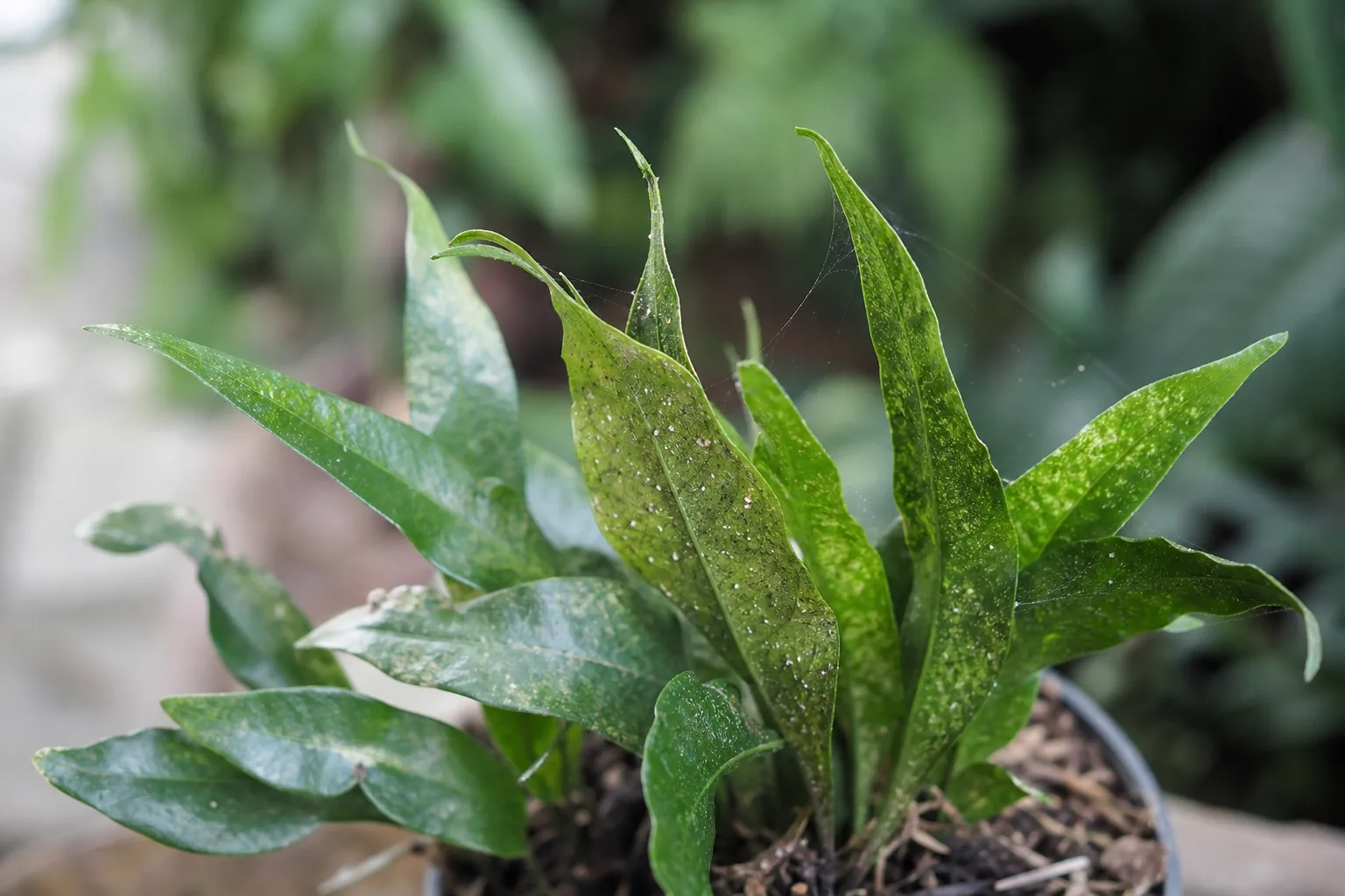 Spider Mites on Java Fern - visible symptom on the plant