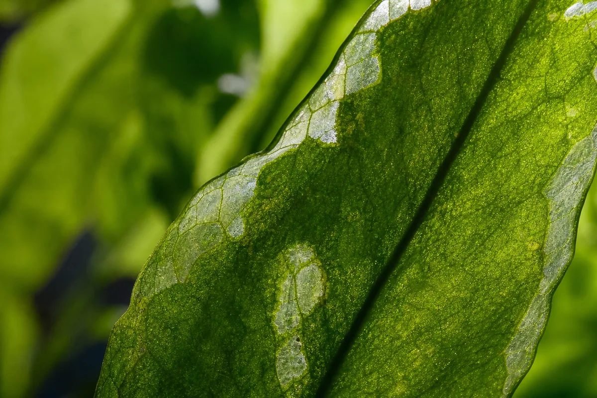 Melting Leaves Acclimation Vs Real Trouble for melting leaves: acclimation vs real trouble