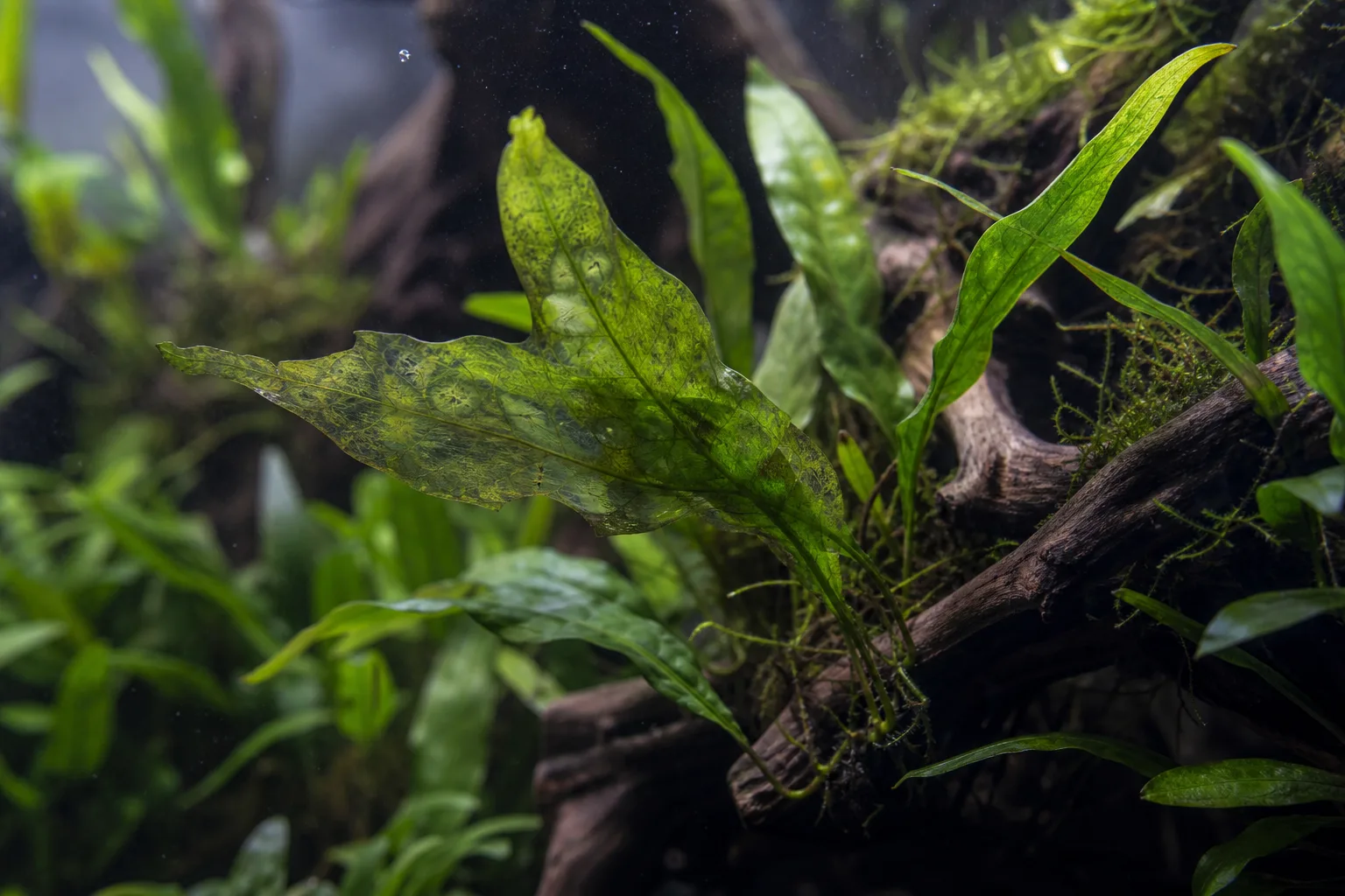 Transparent Leaves on Java Fern - visible symptom on the plant