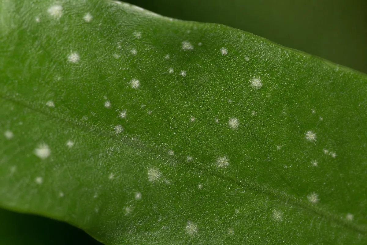 Close-up of White Spots on Java Fern - diagnostic detail