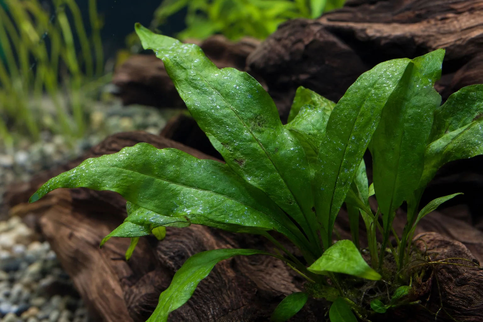 White Spots on Java Fern - visible symptom on the plant