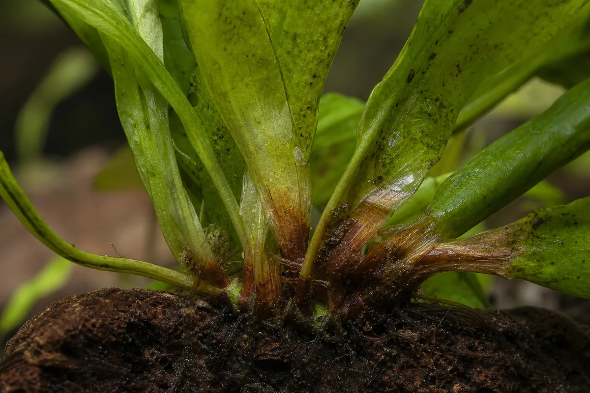 Close-up of Wilting on Java Fern - diagnostic detail