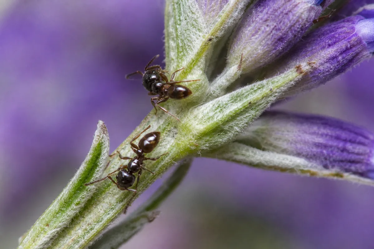 Close-up of Ants on Plant on Lavender - diagnostic detail