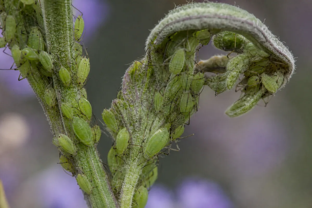 Close-up of Aphids on Lavender - diagnostic detail