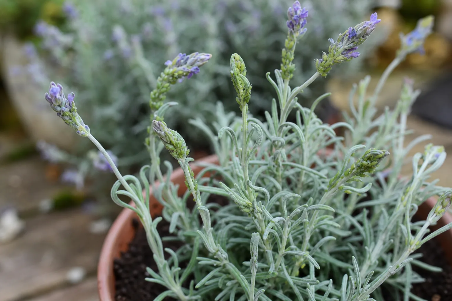 Aphids clustered along lavender flower stems in a container