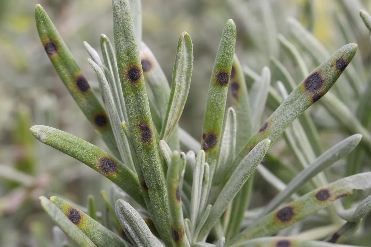 Close-up of Black Spots on Lavender - diagnostic detail