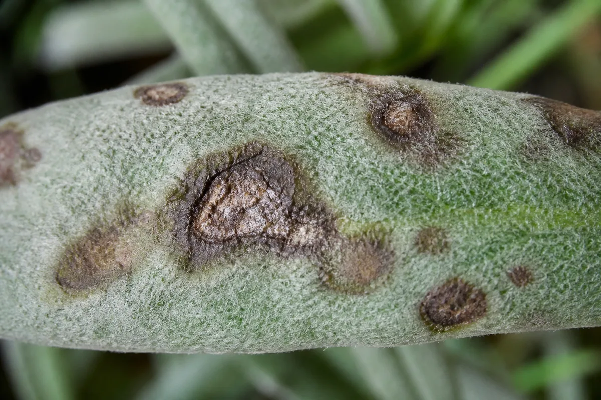 Close-up of Blight on Lavender - diagnostic detail