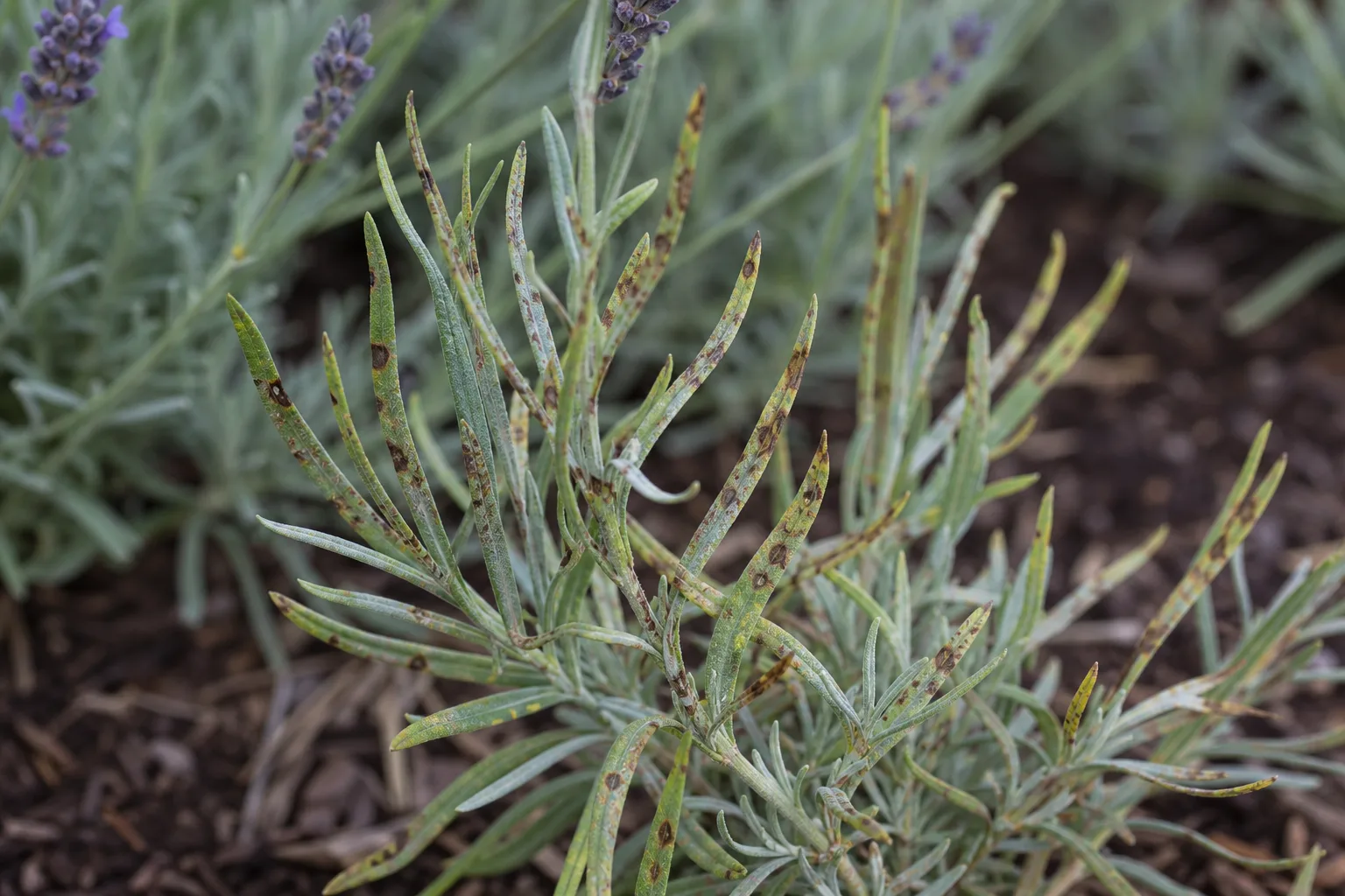 Blight on Lavender - visible symptom on the plant