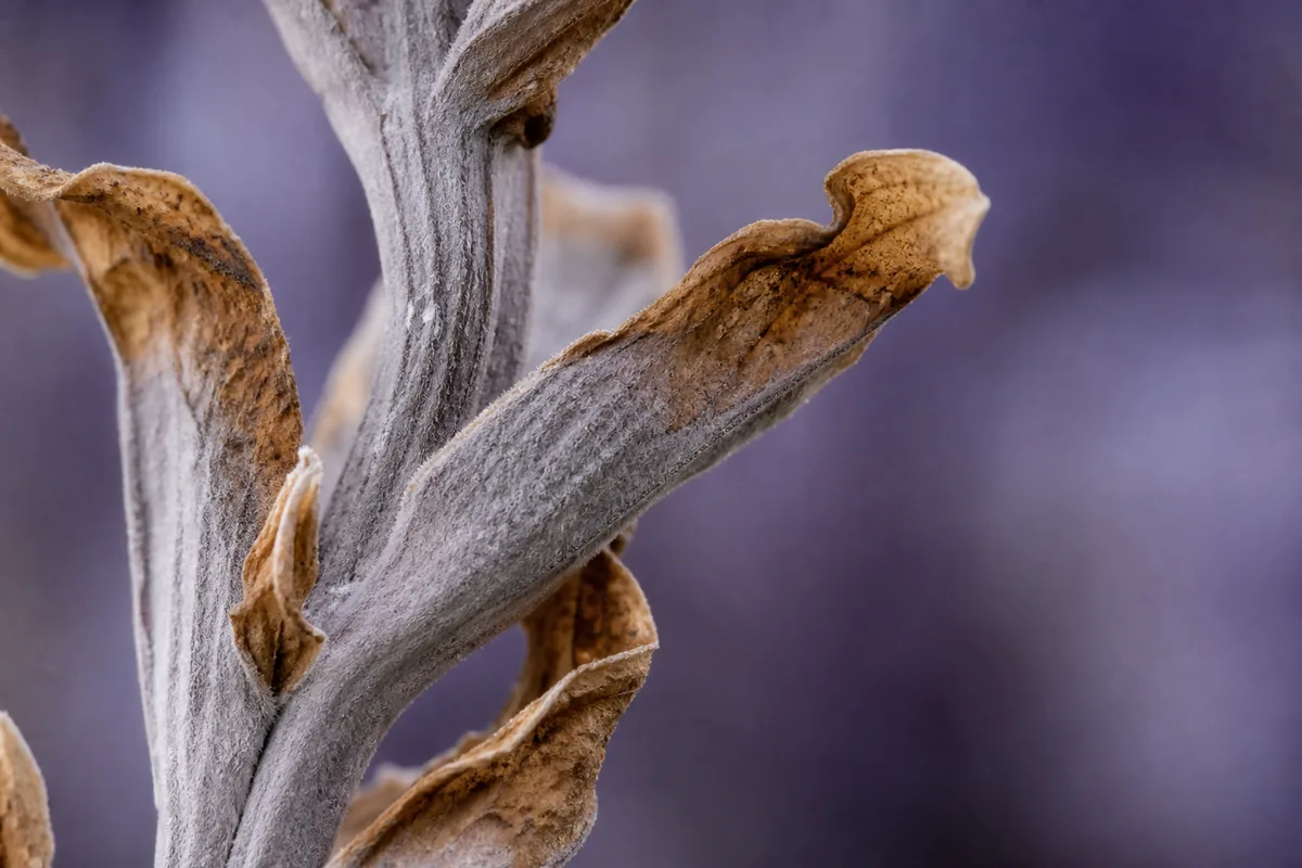 Close-up of Brown Leaves on Lavender - diagnostic detail