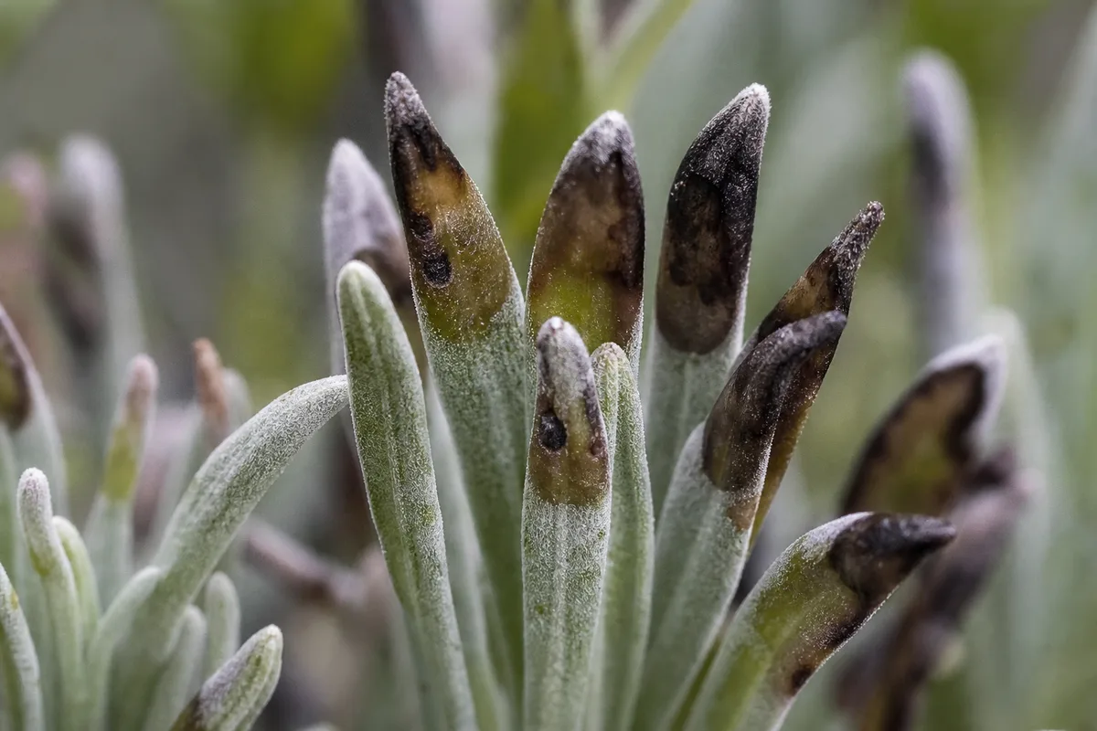Close-up of Cold Damage on Lavender - diagnostic detail